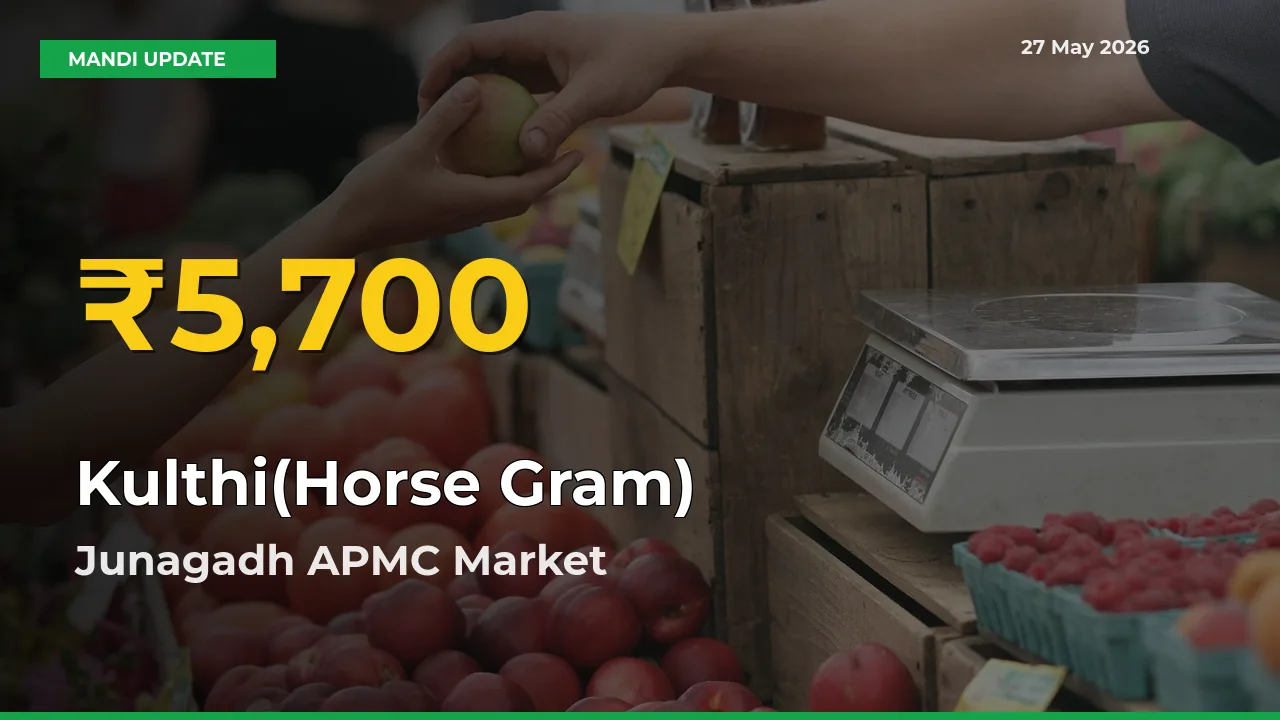 Big Jump in Kulthi(Horse Gram) Prices! Junagadh APMC Records New Peak Today