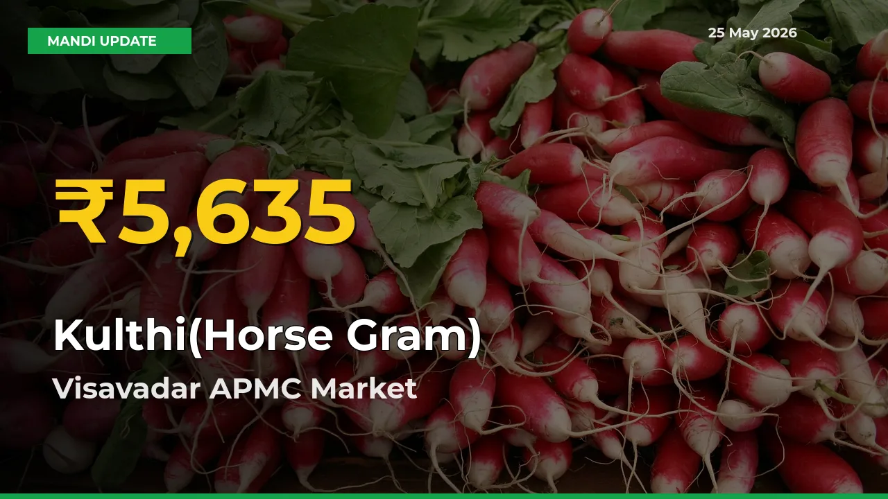 Farmers Benefit as Kulthi(Horse Gram) Rate Touches New High in Visavadar APMC