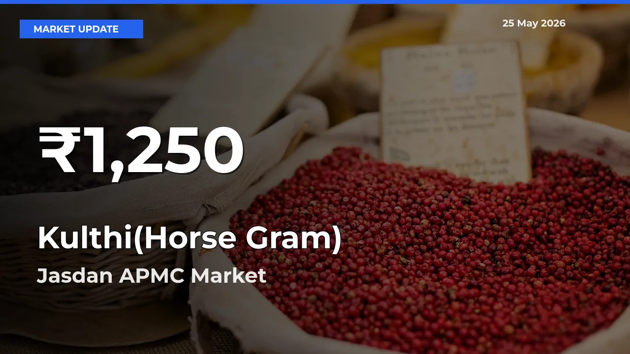 Kulthi(Horse Gram) Mandi Rate Today: 30-Day Low Recorded in Jasdan APMC