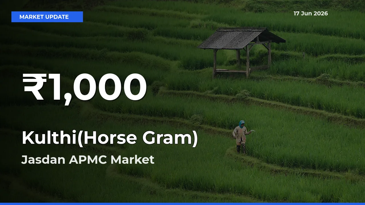 Farmers Concerned as Kulthi(Horse Gram) Hits 30-Day Low in Jasdan APMC