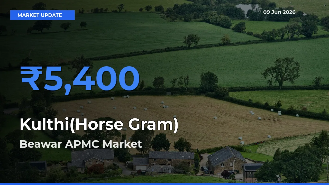 Farmers Prefer Beawar APMC as Kulthi(Horse Gram) Hits Highest Rate