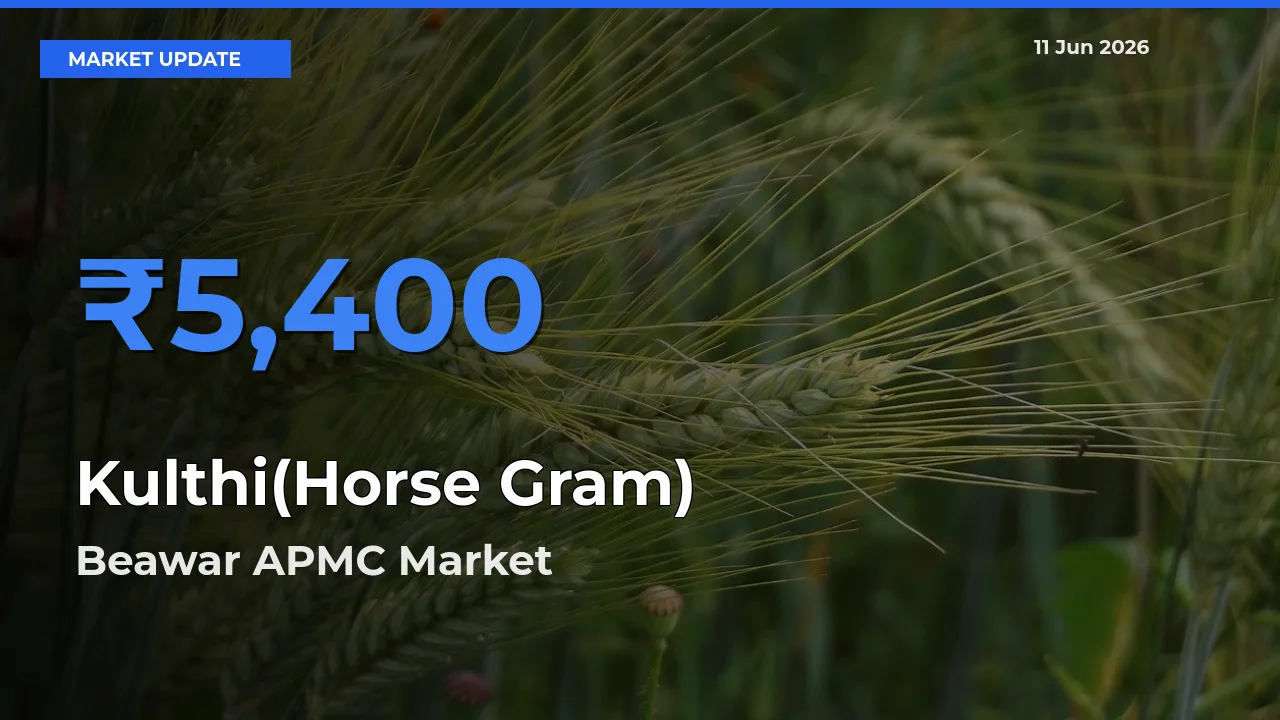 Beawar APMC Records Highest ₹5,400 Rate for Kulthi(Horse Gram)