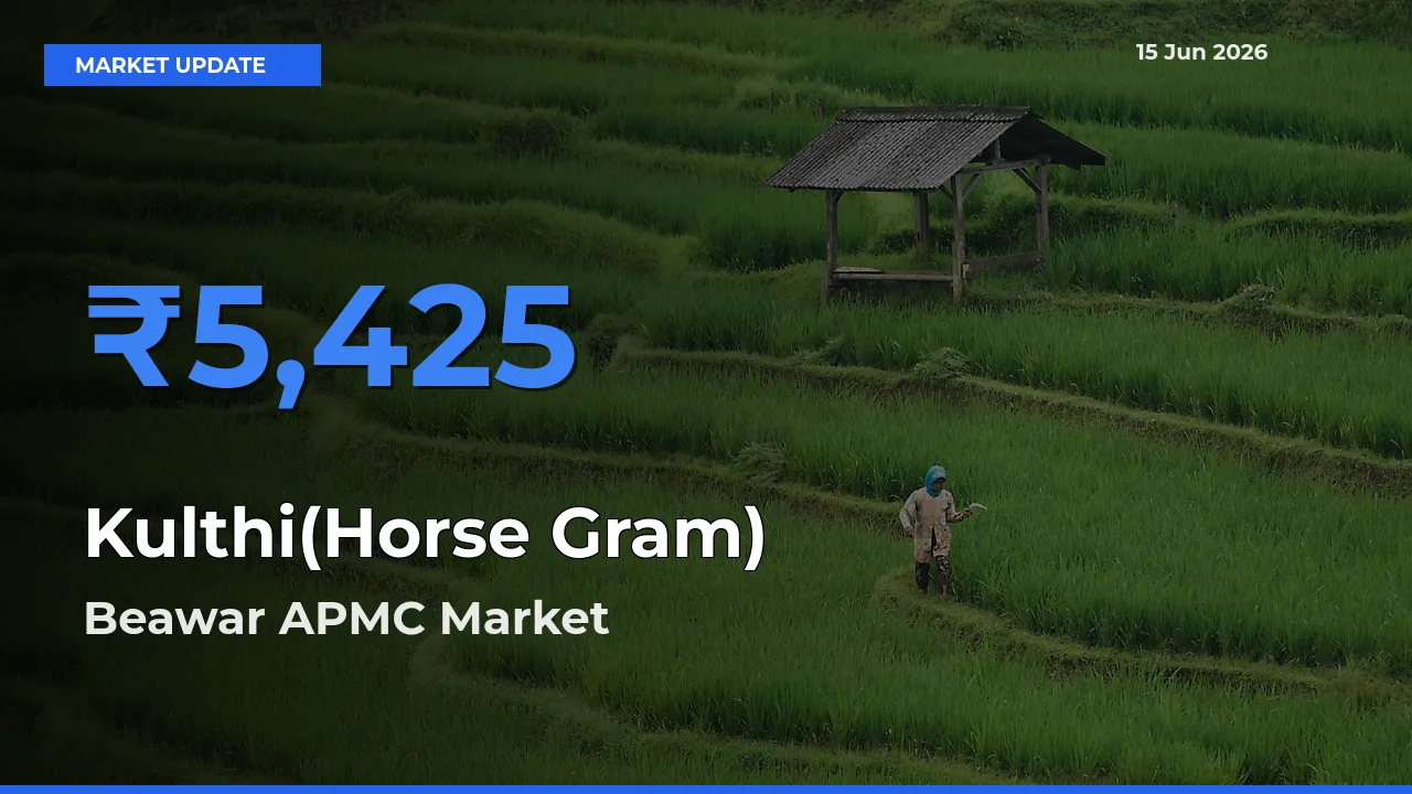 Beawar APMC Leads as Top Mandi for Kulthi(Horse Gram) Prices