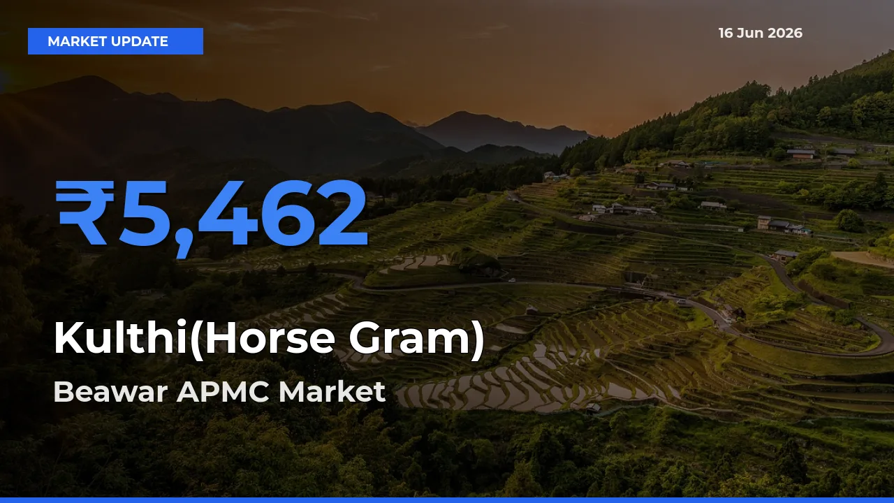 Kulthi(Horse Gram) Mandi Rate Today: Beawar APMC Tops the List