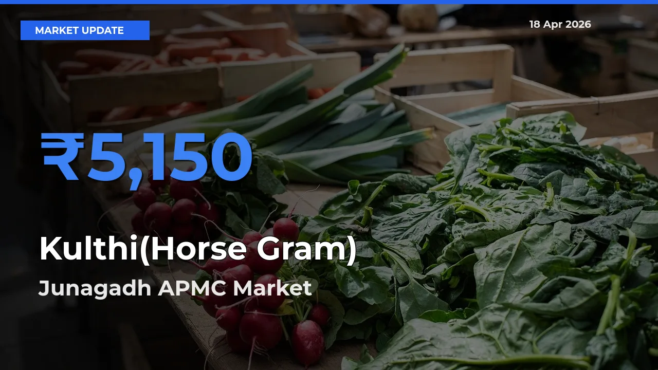 Kulthi(Horse Gram) Mandi Rate Today: Junagadh APMC Tops the List