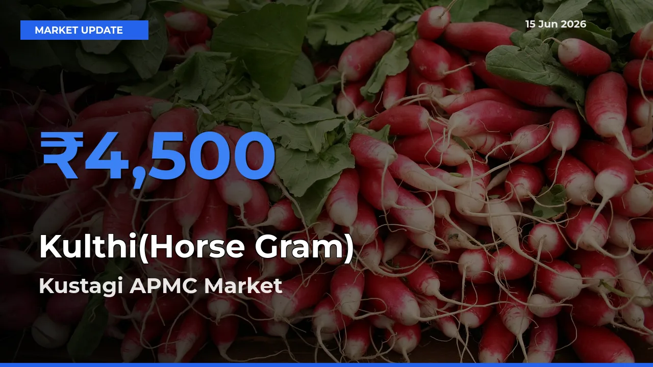 Market Watch: Kustagi APMC Becomes Top Mandi for Kulthi(Horse Gram)