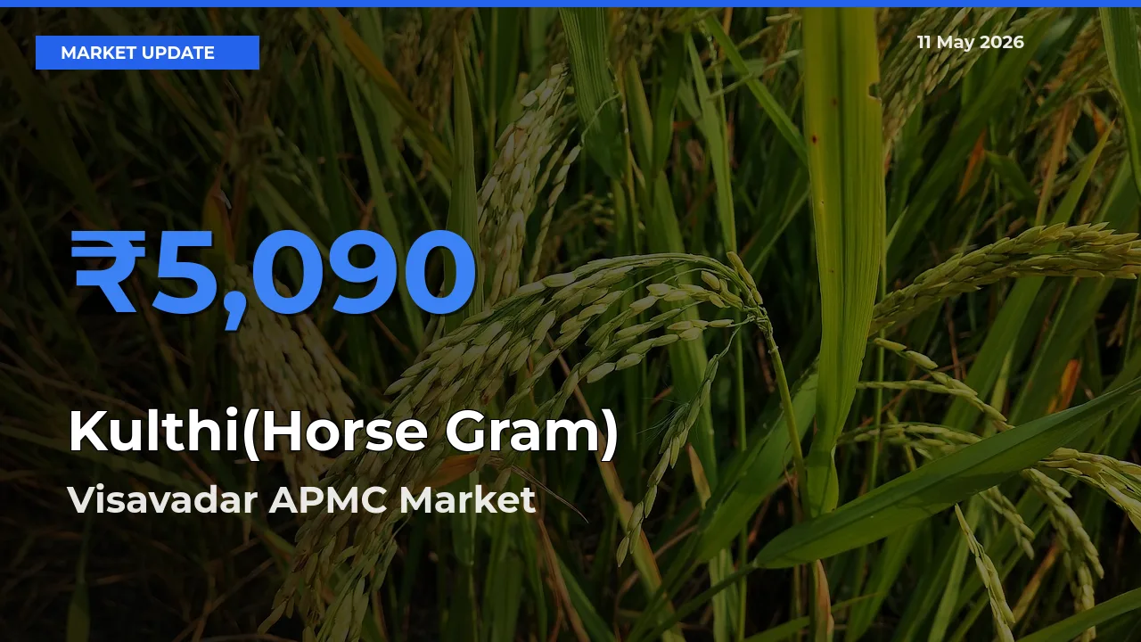 Market Watch: Visavadar APMC Becomes Top Mandi for Kulthi(Horse Gram)