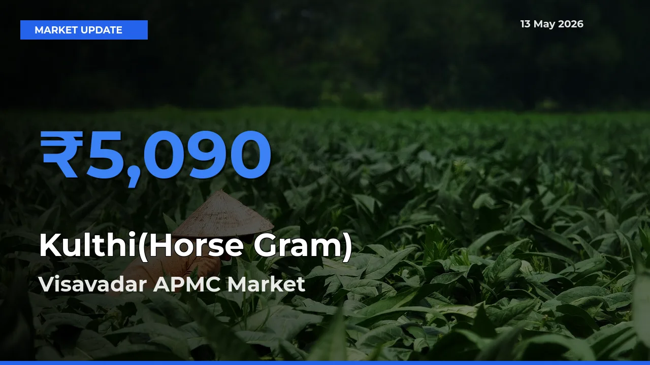 Visavadar APMC Offers ₹5,090 – Highest Kulthi(Horse Gram) Rate Today