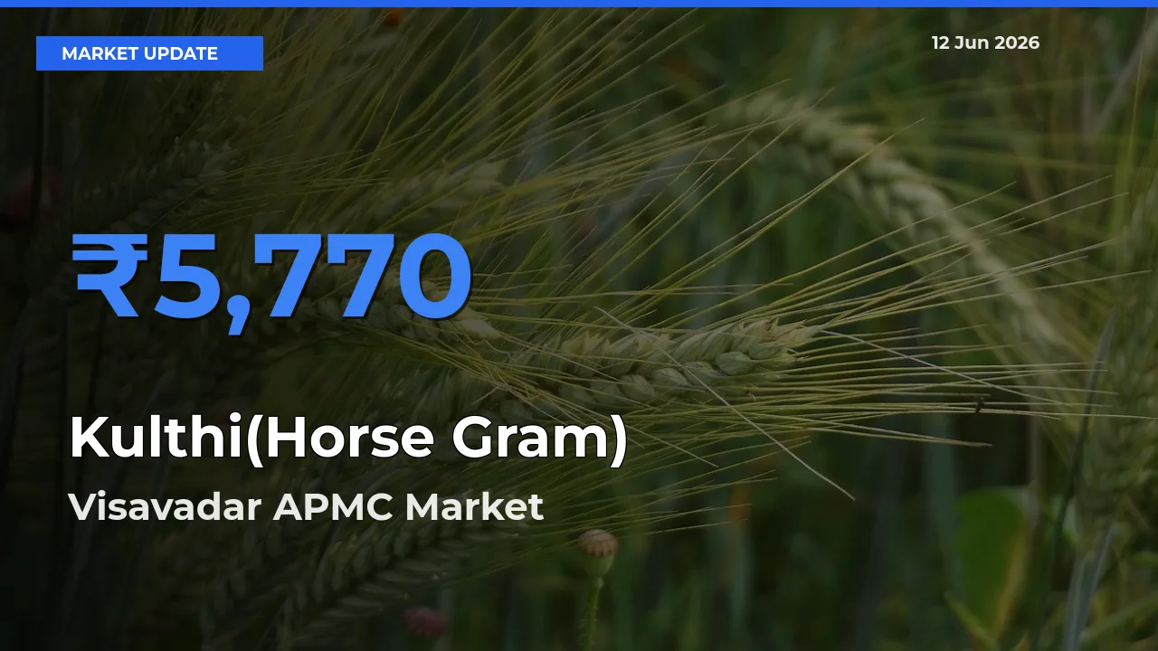 Kulthi(Horse Gram) Mandi Rate Today: Visavadar APMC Tops the List