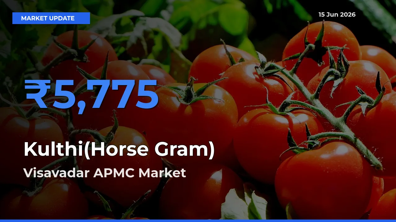 Visavadar APMC Tops Kulthi(Horse Gram) Rates – June 15 Market Update