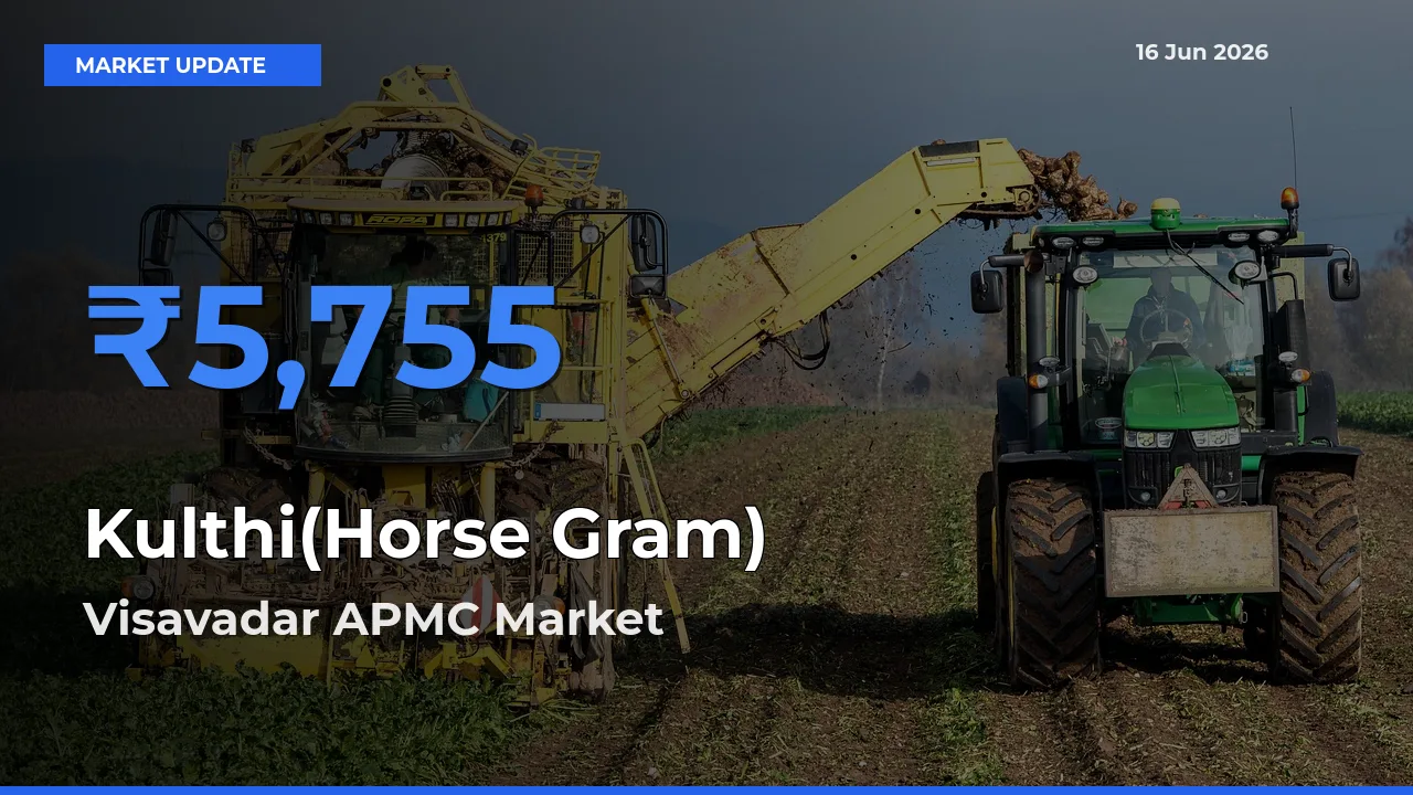 Visavadar APMC Records Highest ₹5,755 Rate for Kulthi(Horse Gram)