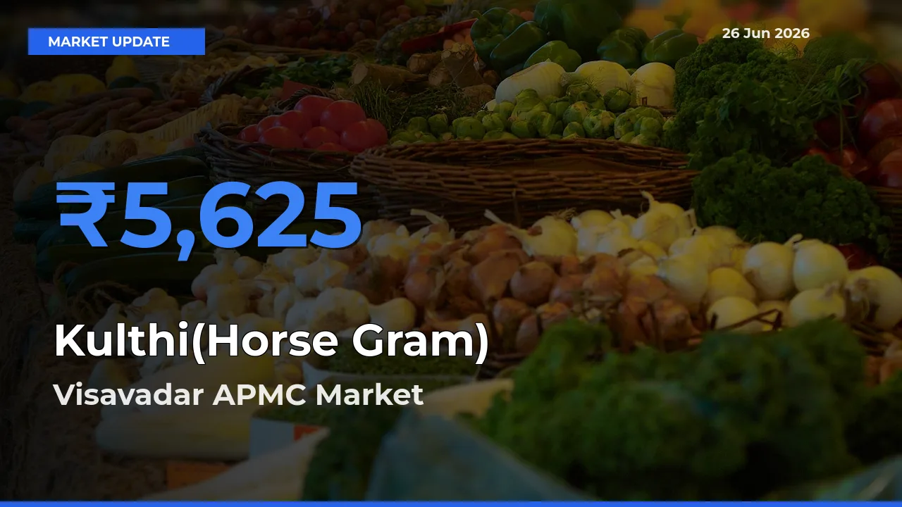 Visavadar APMC Offers ₹5,625 – Highest Kulthi(Horse Gram) Rate Today