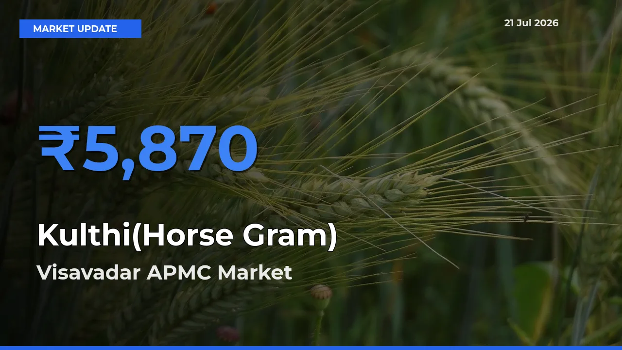 Kulthi(Horse Gram) Mandi Rate Today: Visavadar APMC Tops the List