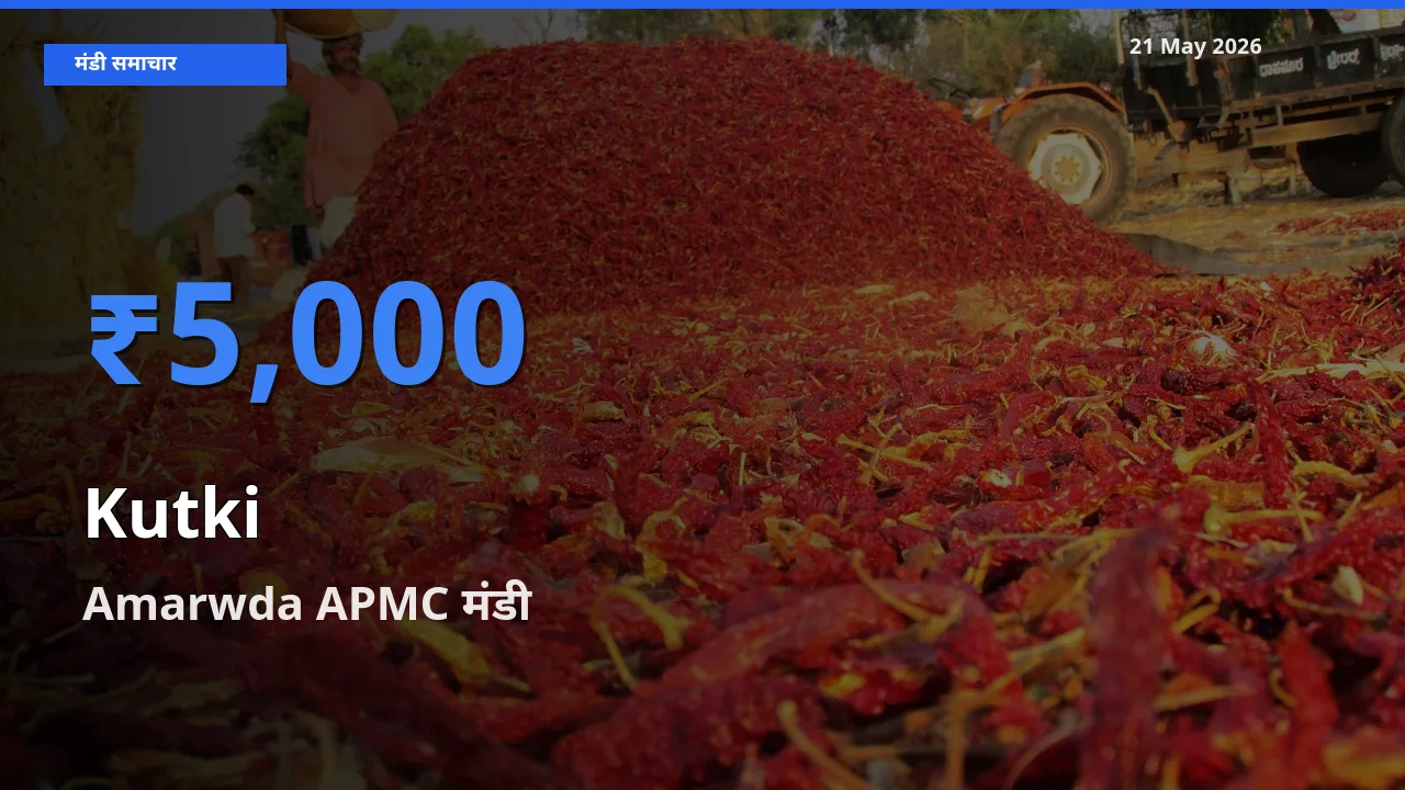 21 May अपडेट: कुटकी के सबसे ऊँचे दाम Amarwda APMC मंडी में