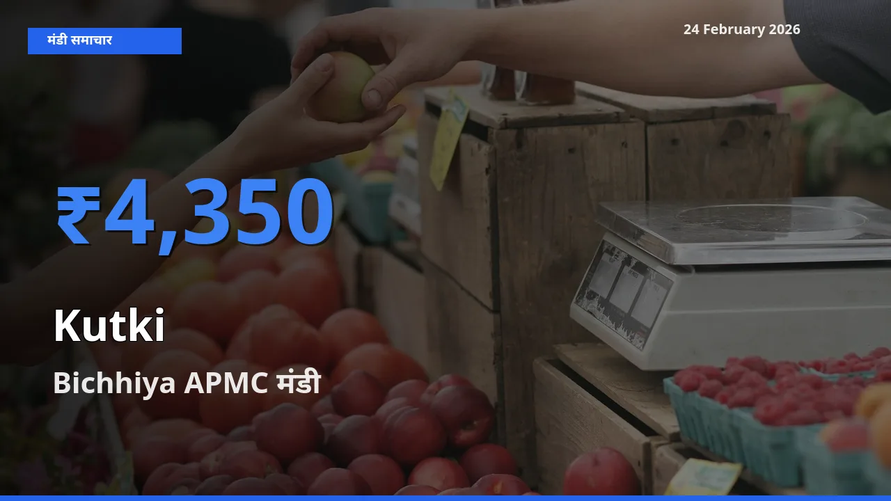 Bichhiya APMC में Kutki का आज सबसे ऊँचा भाव
