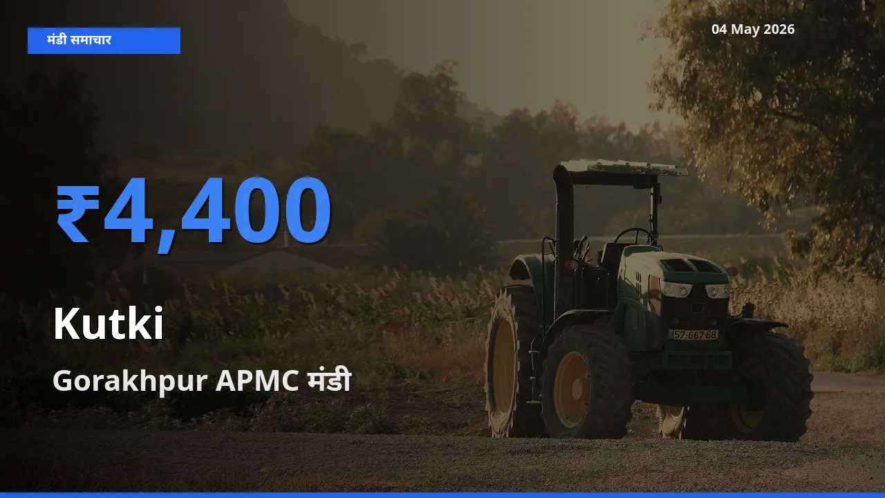 आज का मंडी भाव: कुटकी के सबसे ज़्यादा दाम Gorakhpur APMC में