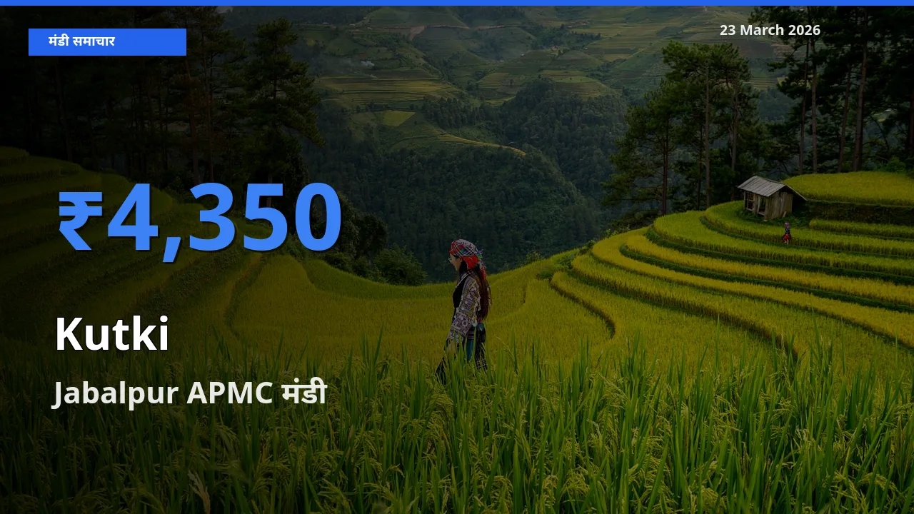 Jabalpur APMC मंडी में आज कुटकी के सबसे ऊँचे दाम दर्ज
