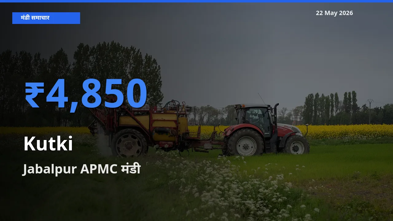 आज कुटकी के सबसे ज़्यादा दाम Jabalpur APMC मंडी में दर्ज