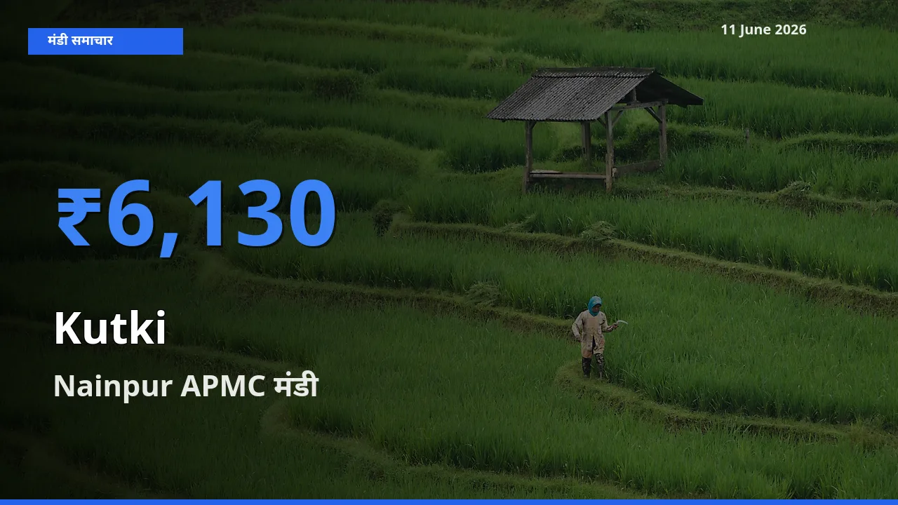 Nainpur APMC में कुटकी का आज सबसे ऊँचा भाव