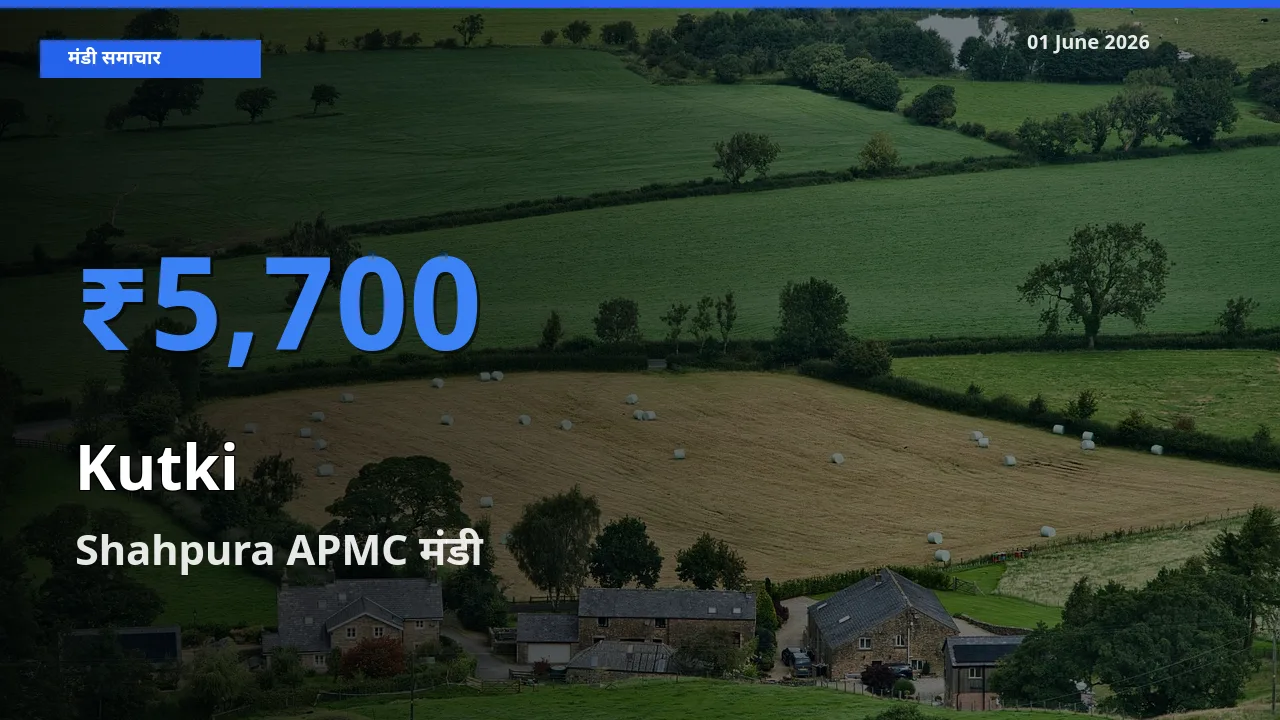 Shahpura APMC मंडी में कुटकी ₹5,700 पर पहुँचा – आज का सर्वोच्च भाव