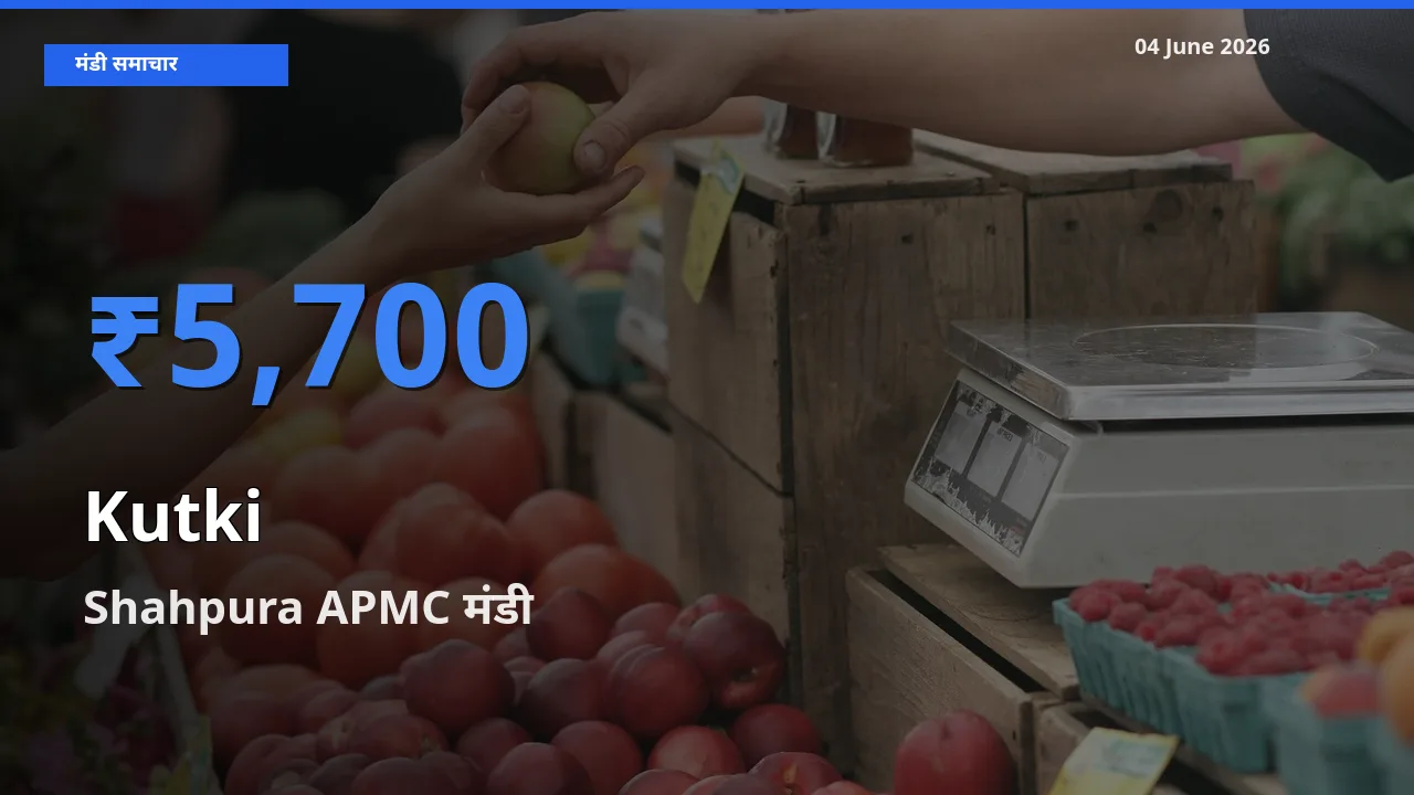 आज का मंडी भाव: कुटकी के सबसे ज़्यादा दाम Shahpura APMC में