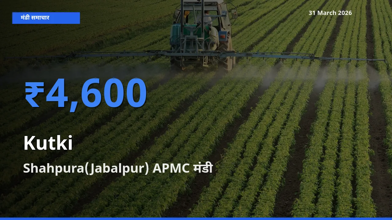 आज कुटकी के सबसे ऊँचे दाम ₹4,600 Shahpura(Jabalpur) APMC मंडी में