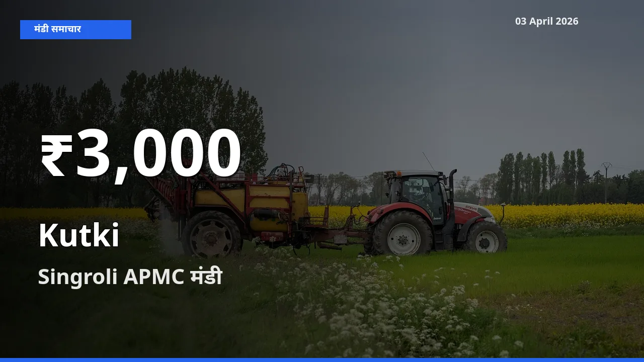 तेज़ गिरावट! Singroli APMC में कुटकी के दाम 30 दिन के निचले स्तर पर