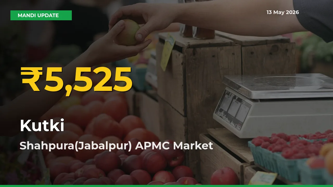 Kutki Hits Fresh High in Shahpura(Jabalpur) APMC Today