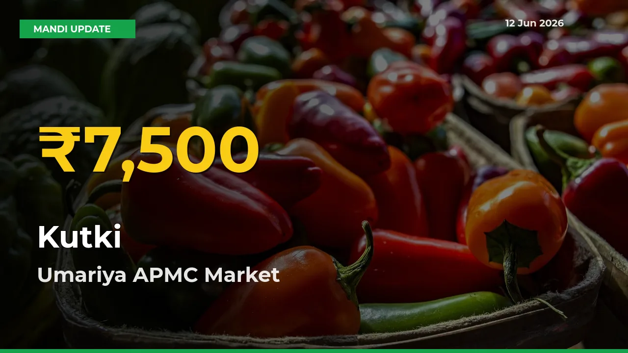 Kutki Prices Soar to Record High in Umariya APMC – Farmers Alert Today