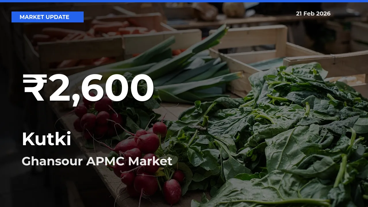 Kutki Mandi Rate Today: 30-Day Low Recorded in Ghansour APMC