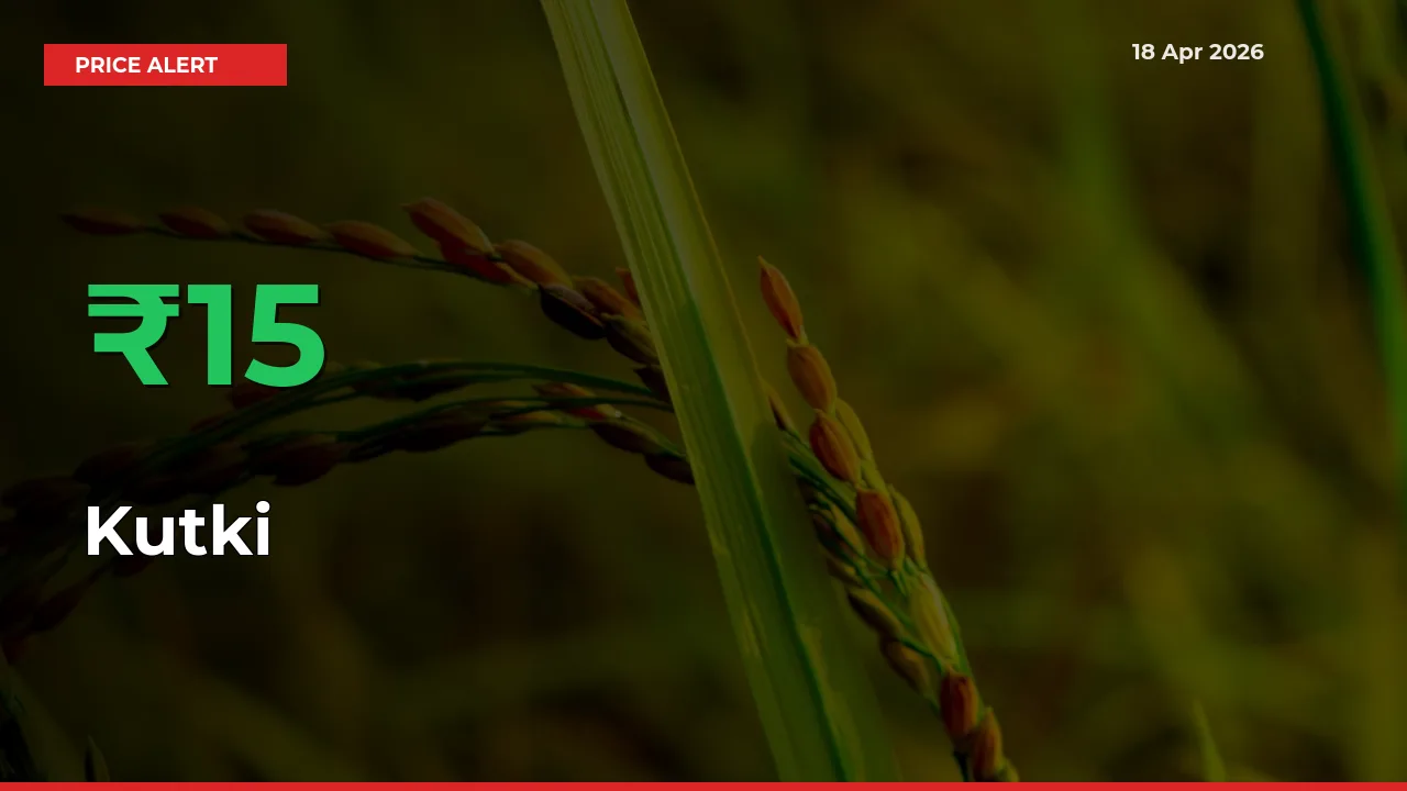 Why Kutki Prices Rose 15.15% in a Day at Mandis