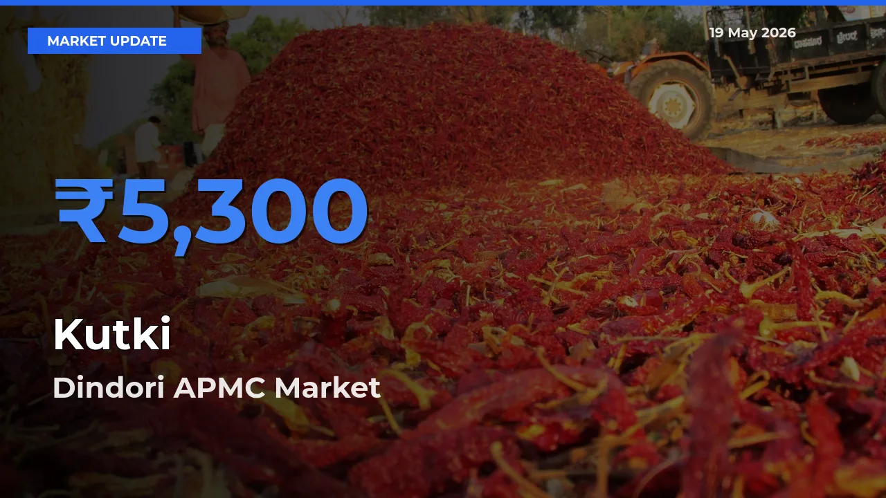 Dindori APMC Emerges as Top Mandi for Kutki Prices Today