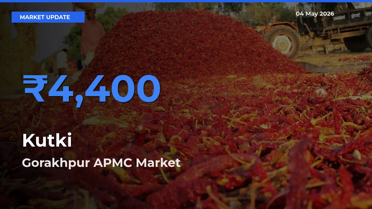 Top Performer! Gorakhpur APMC Offers Best Kutki Price Today