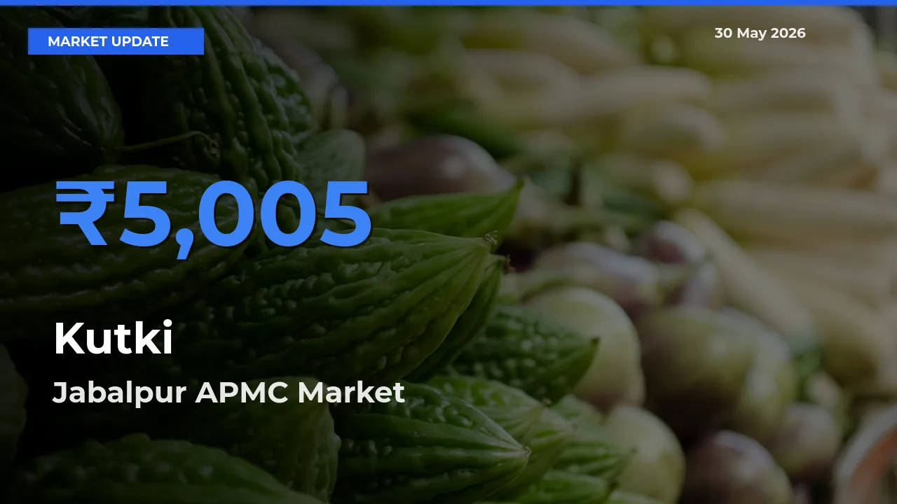 Market Watch: Jabalpur APMC Becomes Top Mandi for Kutki
