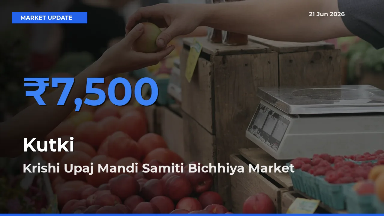 Krishi Upaj Mandi Samiti Bichhiya Emerges as Top Mandi for Kutki Prices Today