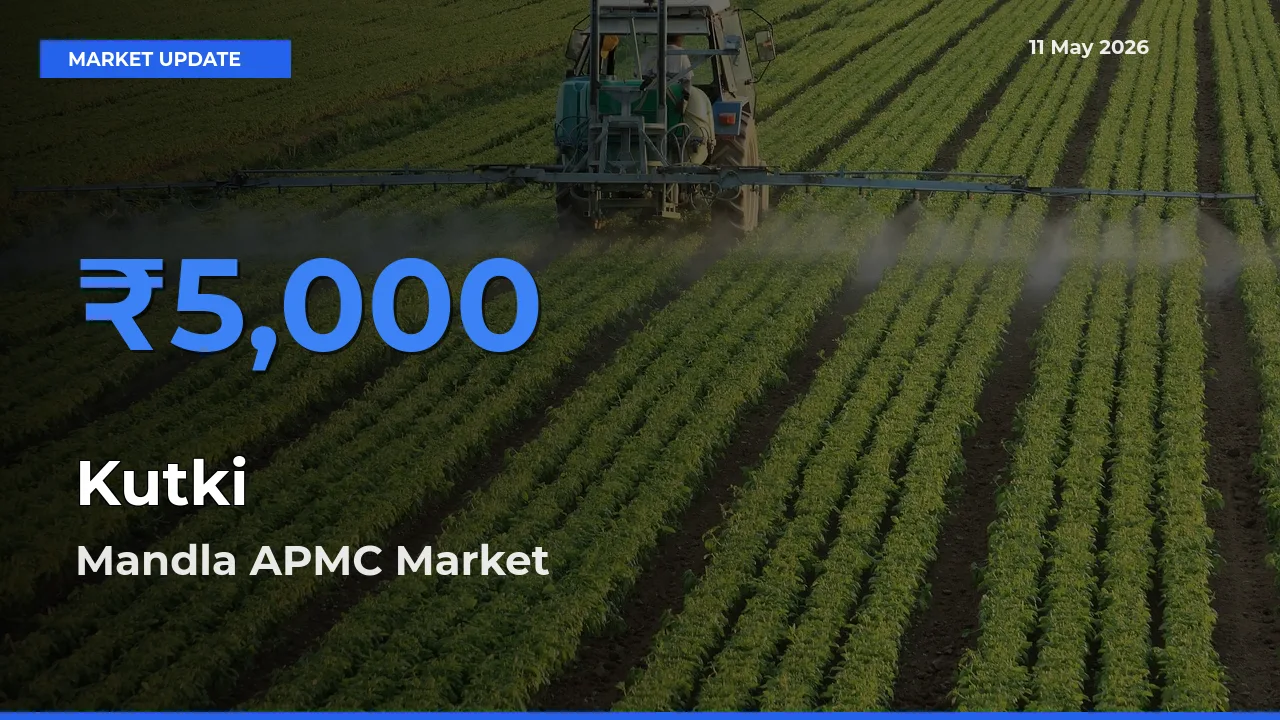 Farmers Prefer Mandla APMC as Kutki Hits Highest Rate