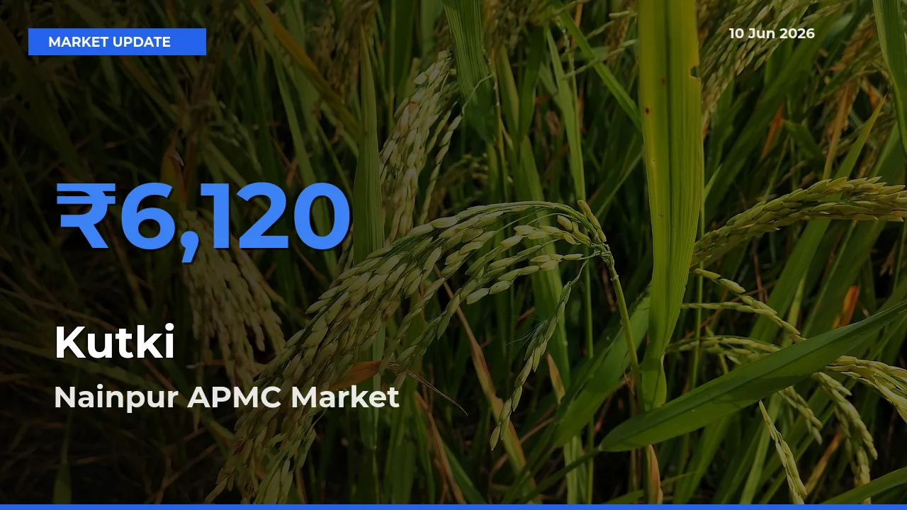 Kutki Mandi Rate Today: Nainpur APMC Tops the List