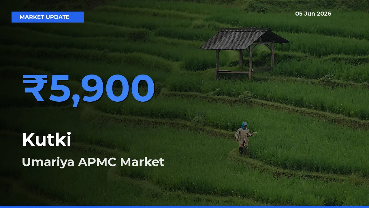 Kutki Mandi Rate Today: Umariya APMC Tops the List