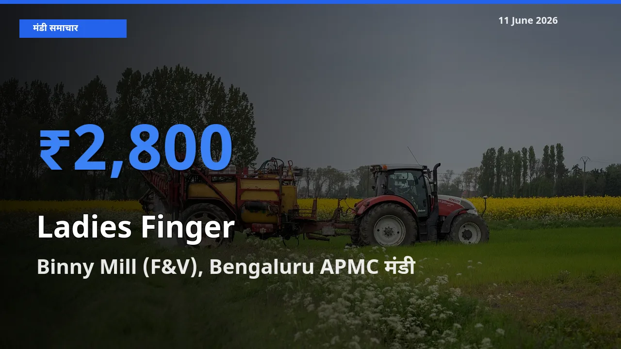 11 June अपडेट: भिंडी के सबसे ऊँचे दाम Binny Mill (F&V), Bengaluru APMC मंडी में