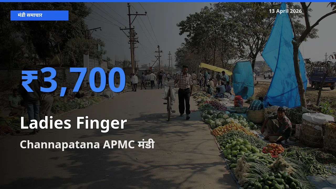 Channapatana APMC मंडी में भिंडी ₹3,700 पर पहुँचा – आज का सर्वोच्च भाव