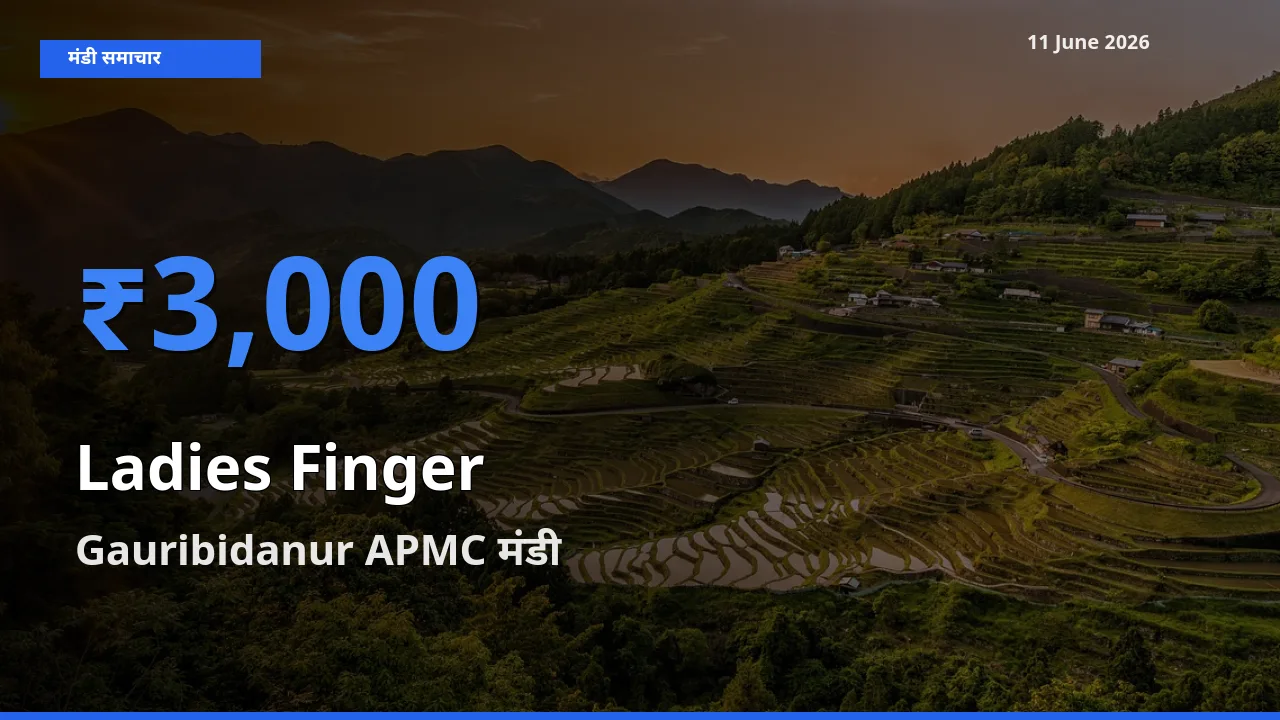 आज का मंडी भाव: भिंडी के सबसे ज़्यादा दाम Gauribidanur APMC में