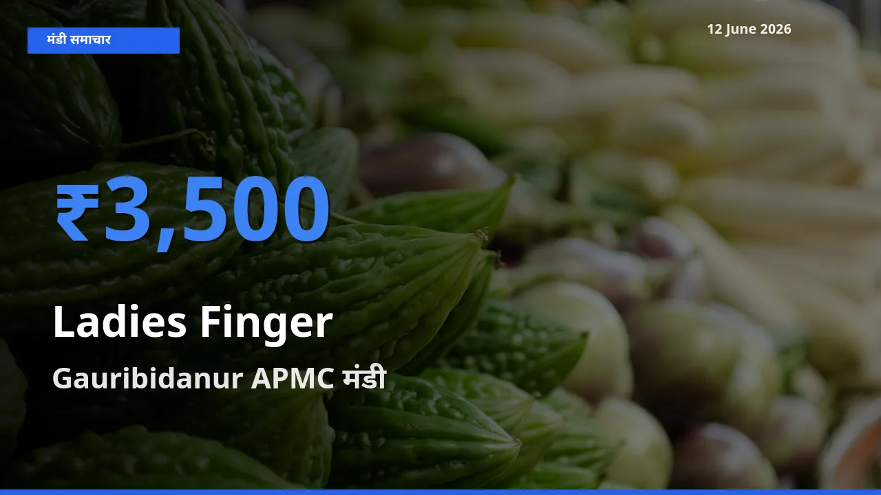 आज का मंडी भाव: भिंडी के सबसे ज़्यादा दाम Gauribidanur APMC में