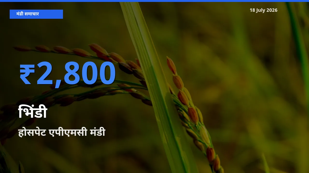 टॉप मंडी बना होसपेट एपीएमसी! भिंडी के सबसे ऊँचे दाम यहीं दर्ज