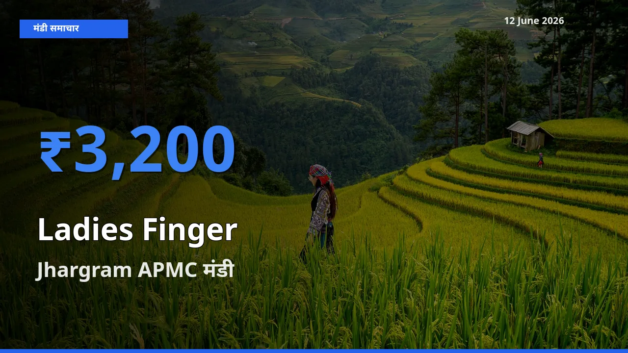 आज भिंडी के सबसे ऊँचे दाम ₹3,200 Jhargram APMC मंडी में