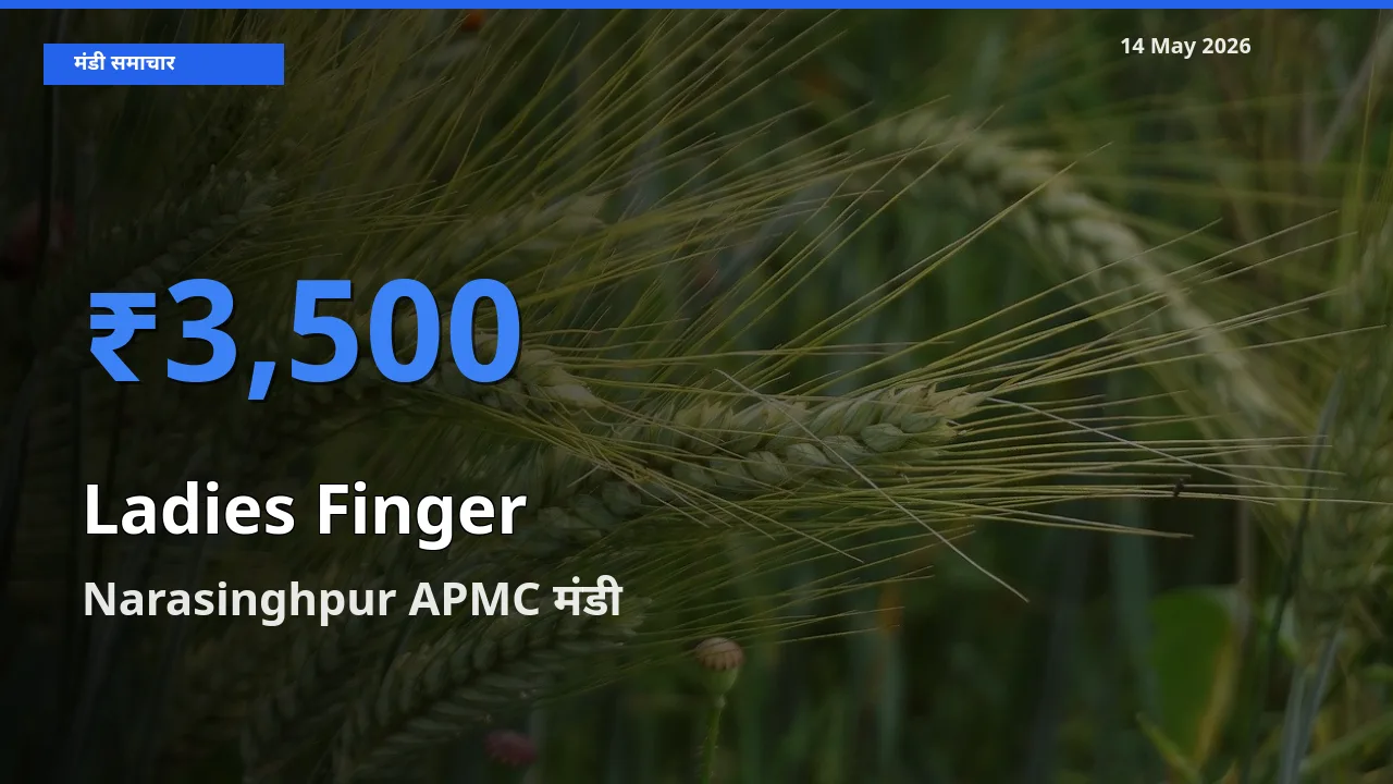 14 May अपडेट: भिंडी के सबसे ऊँचे दाम Narasinghpur APMC मंडी में