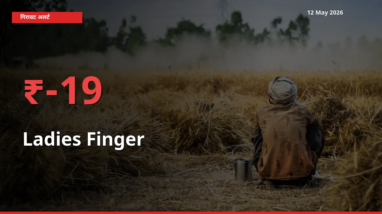 19.05% की गिरावट! मंडी में भिंडी के दाम अचानक टूटे