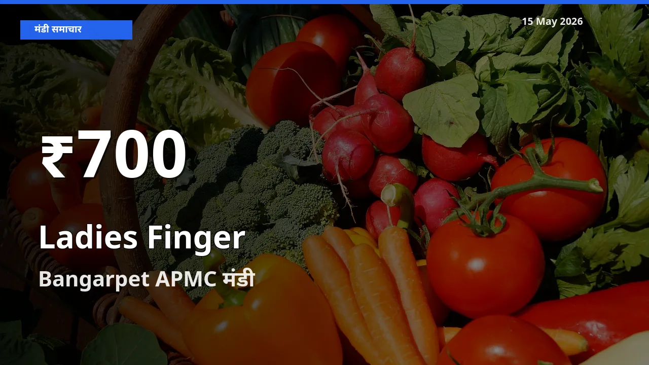 भिंडी के दामों में गिरावट, Bangarpet APMC में 30 दिन का न्यूनतम भाव