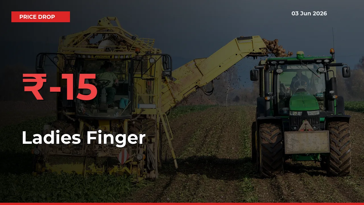 Ladies Finger Prices Drop 15.01% in 24 Hours at Major Mandis