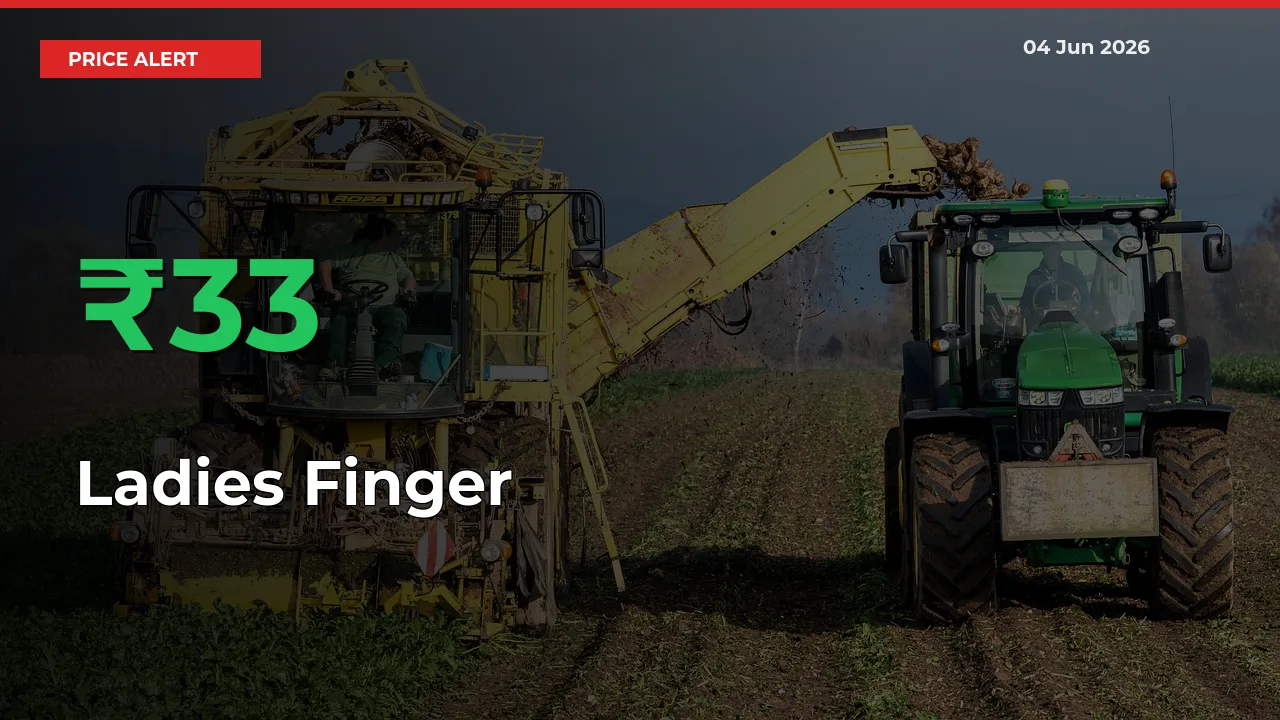 Big Rally! Ladies Finger Climbs 33.46% in 24 Hours at Top Mandis