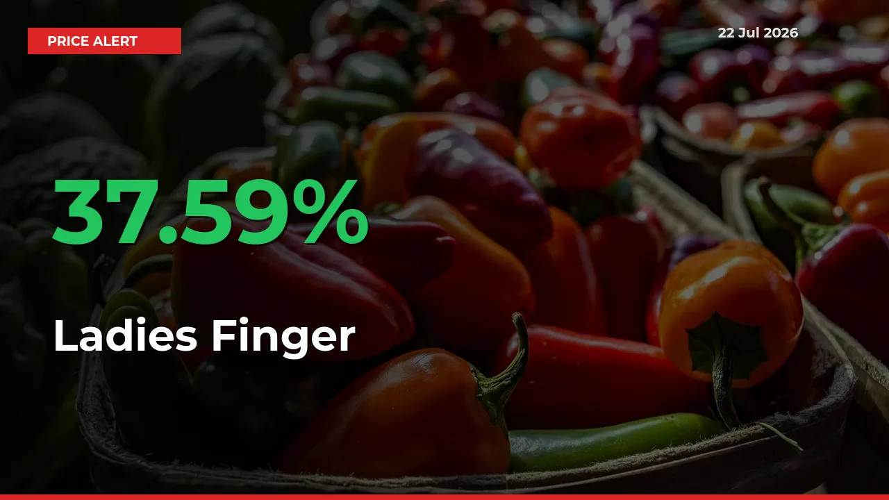 Sharp Jump! Ladies Finger Prices Climb 37.59% in 24 Hours at Key Mandis